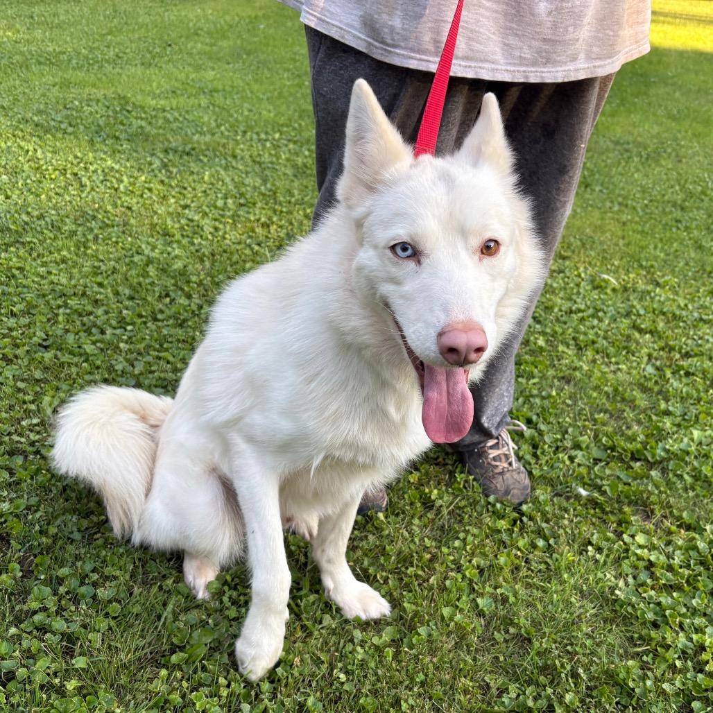 Enlarge Martin, a Adoptable Siberian Husky in Carol Stream, IL image 3/6