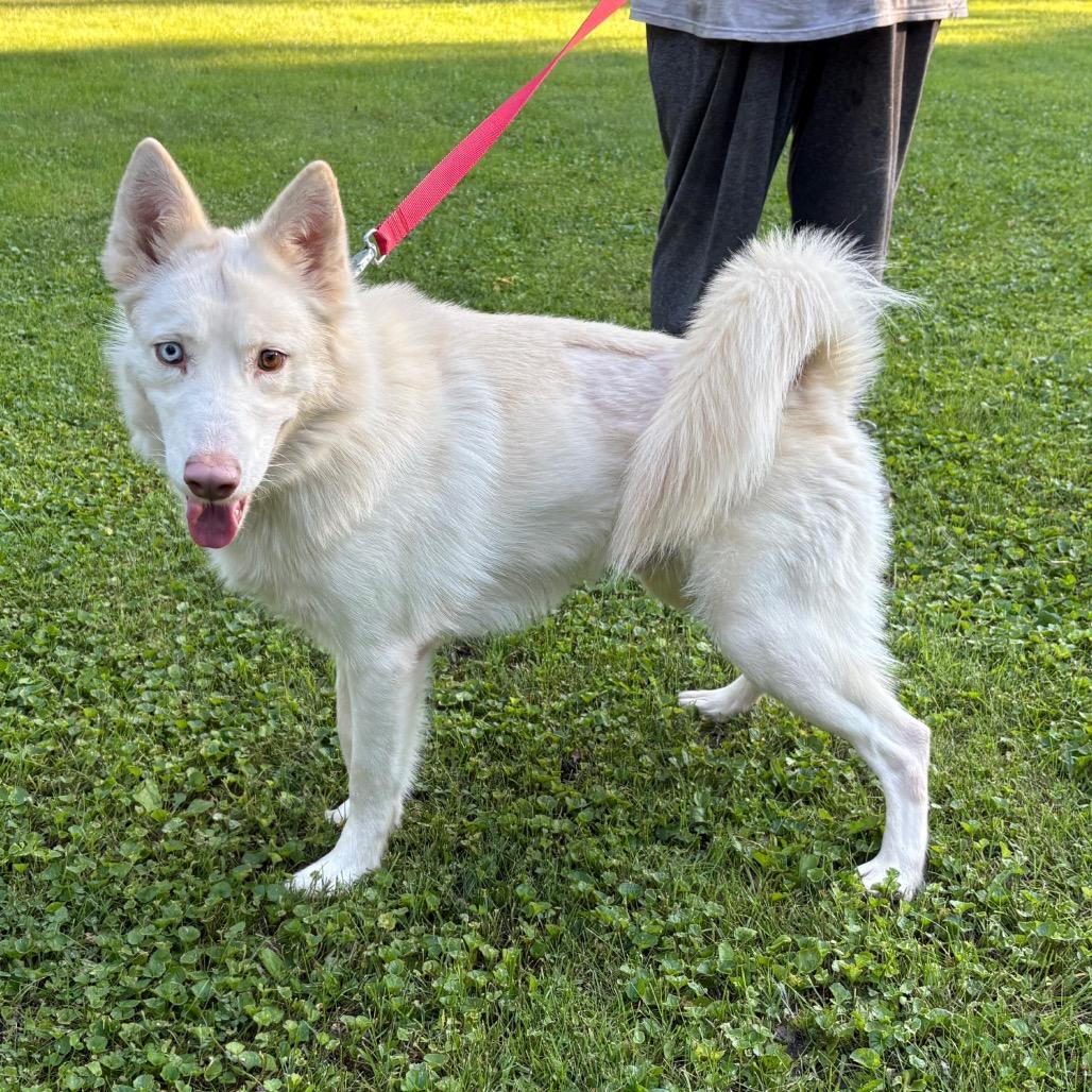 Enlarge Martin, a Adoptable Siberian Husky in Carol Stream, IL image 4/6