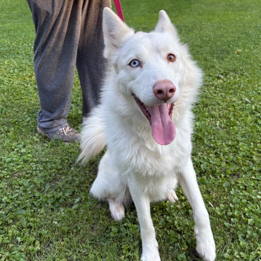 Enlarge Martin, a Adoptable Siberian Husky in Carol Stream, IL image 5/6
