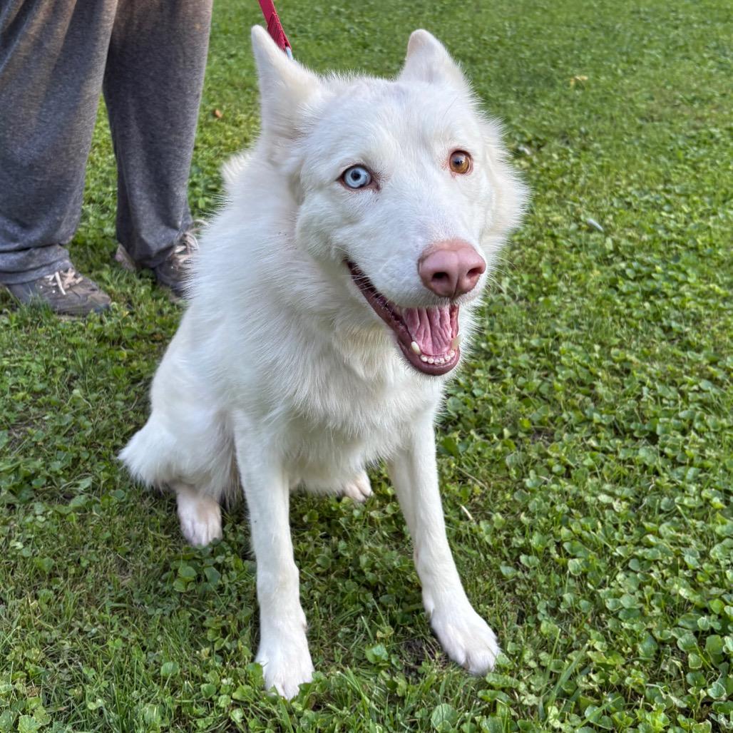 Enlarge Martin, a Adoptable Siberian Husky in Carol Stream, IL image 6/6