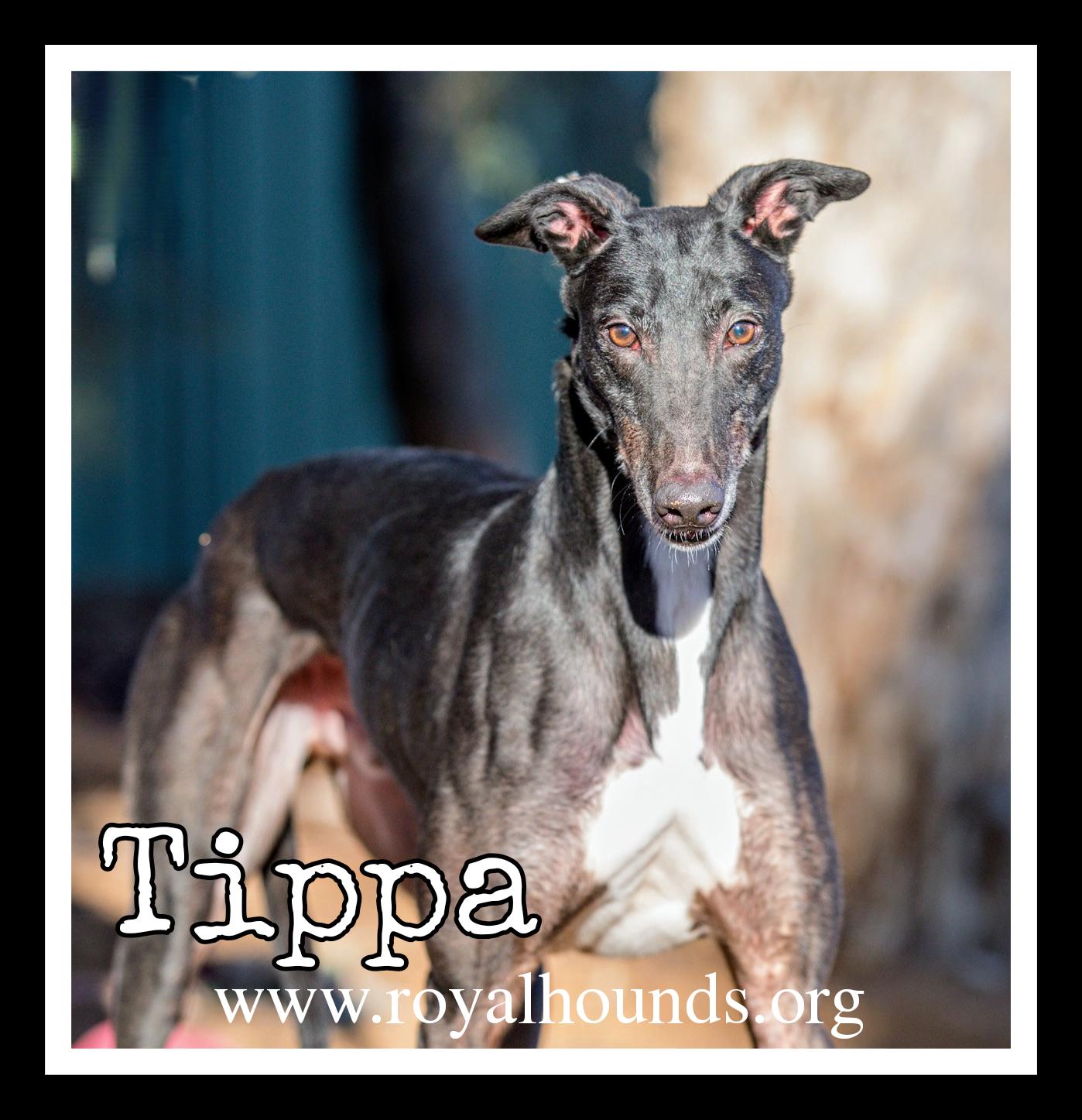 Enlarge Tippa, an adopted Greyhound in Seattle, WA image 2/2