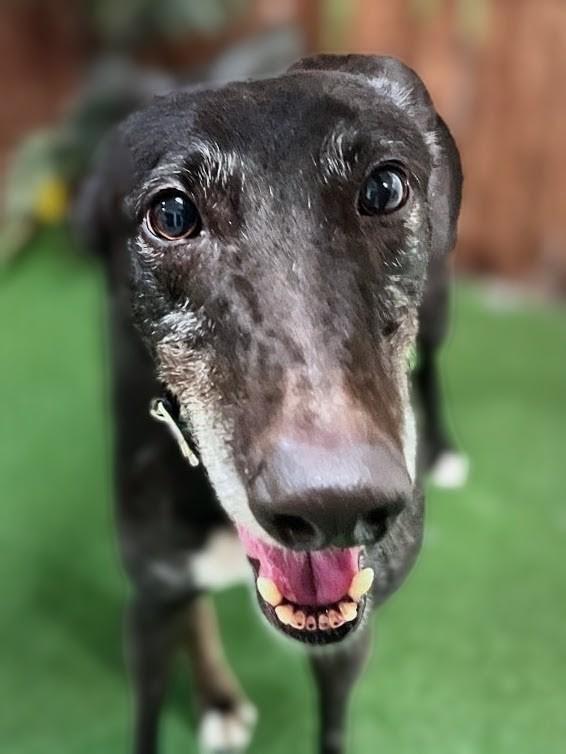 Enlarge Tippa, an adopted Greyhound in Seattle, WA image 1/2