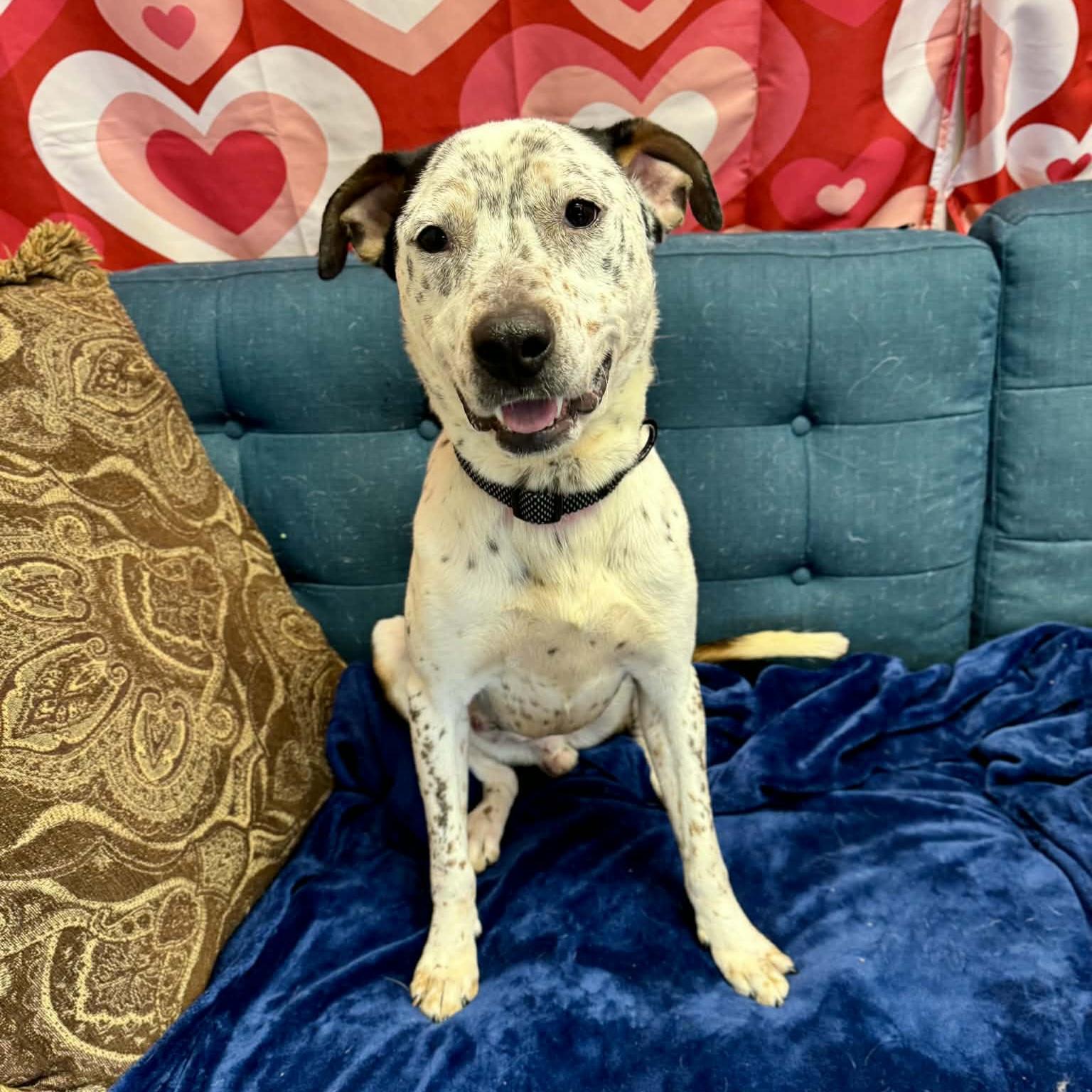 Aloka, a ADOPTABLE mixed breed in Normal, IL image 4/6