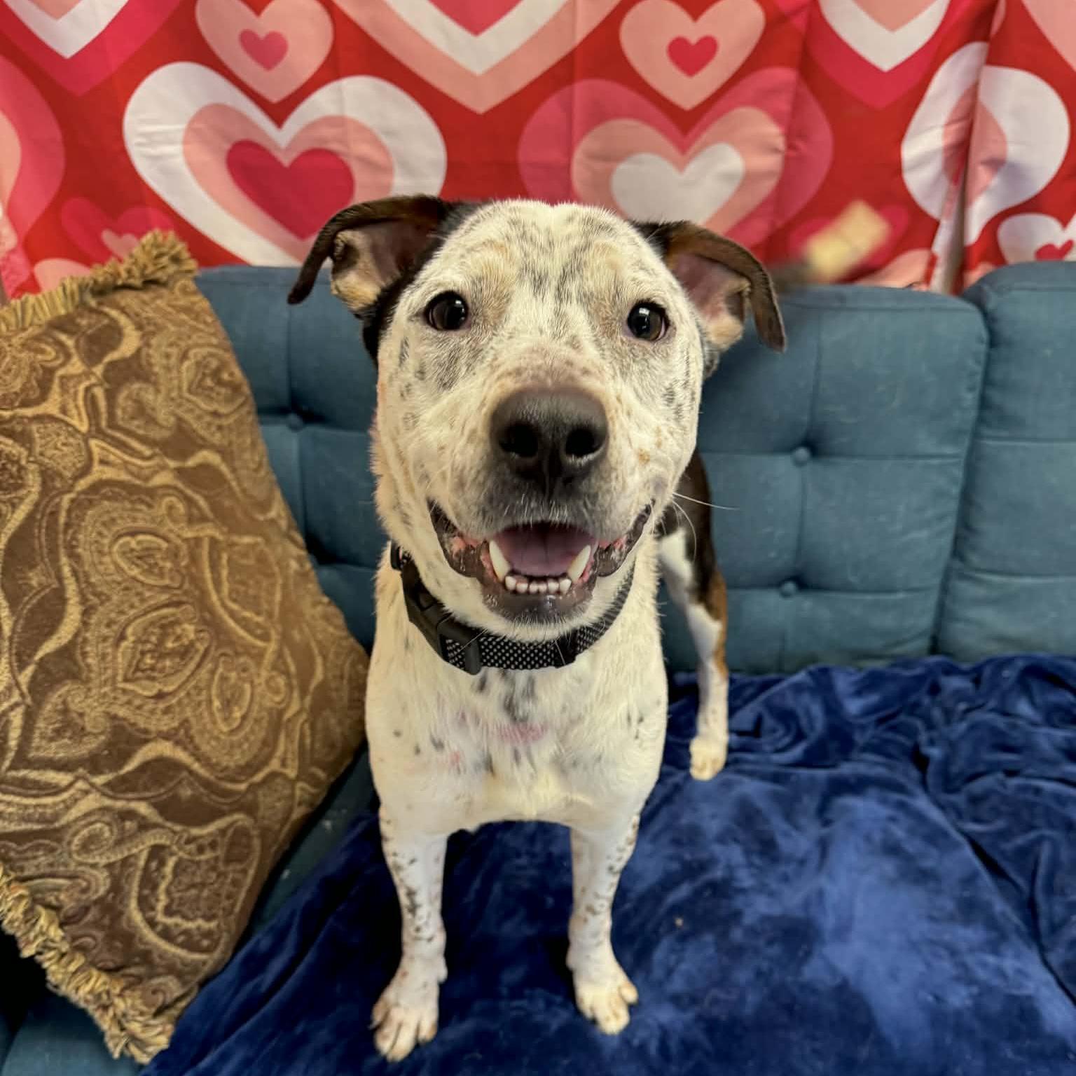 Aloka, a ADOPTABLE mixed breed in Normal, IL image 2/6