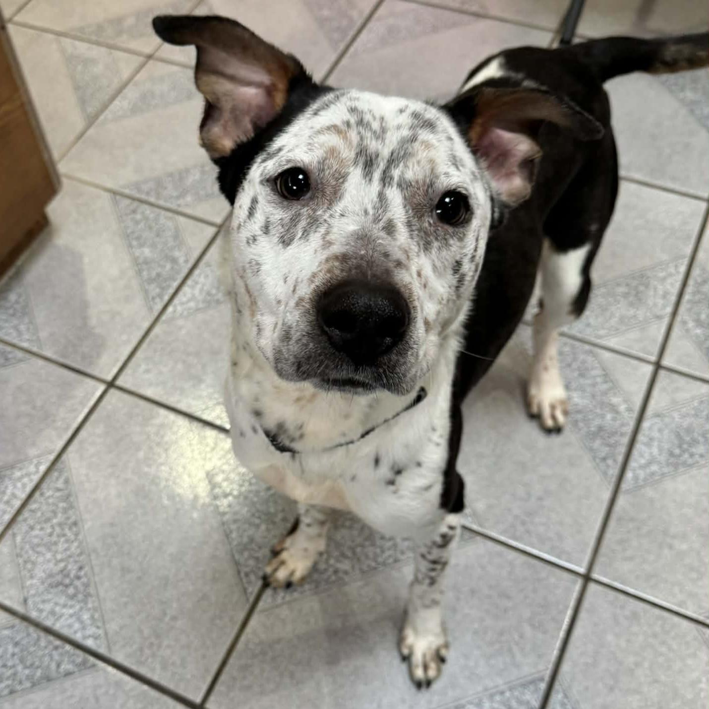 Aloka, a ADOPTABLE mixed breed in Normal, IL image 3/6