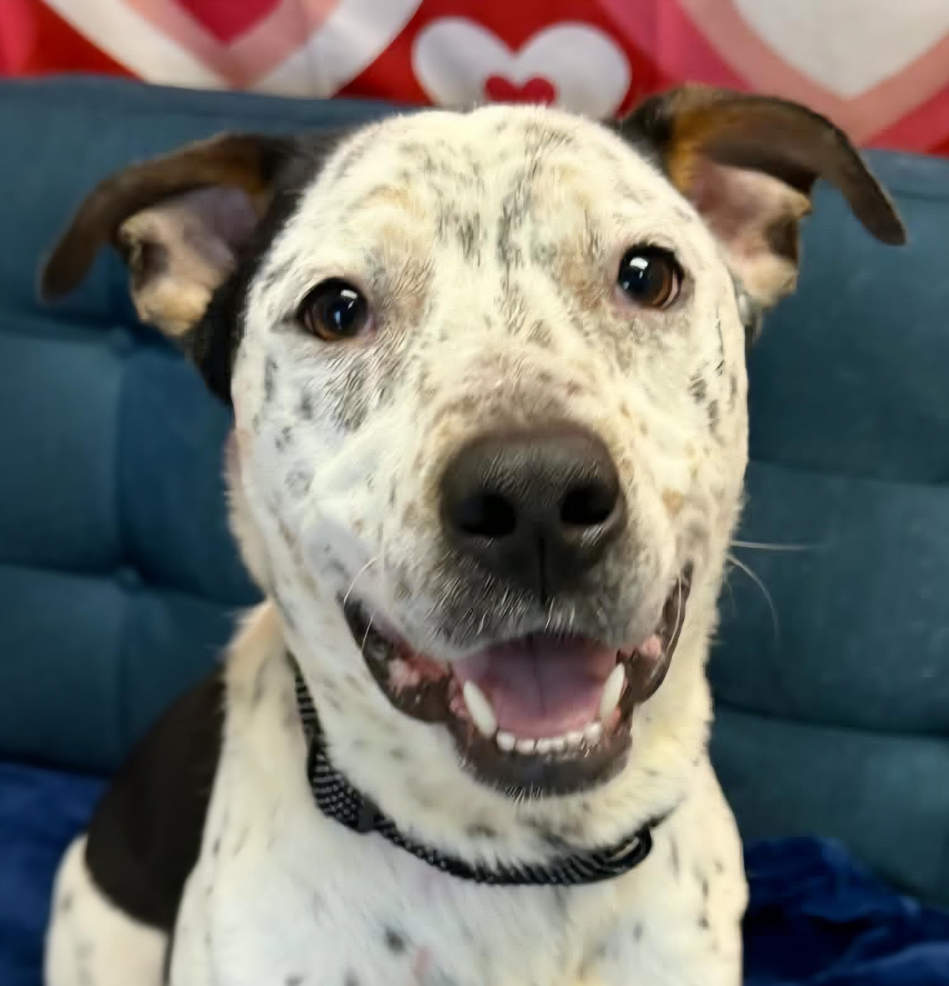 Aloka, a ADOPTABLE mixed breed in Normal, IL image 1/6