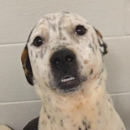 Aloka, a ADOPTABLE mixed breed in Normal, IL image 6/6