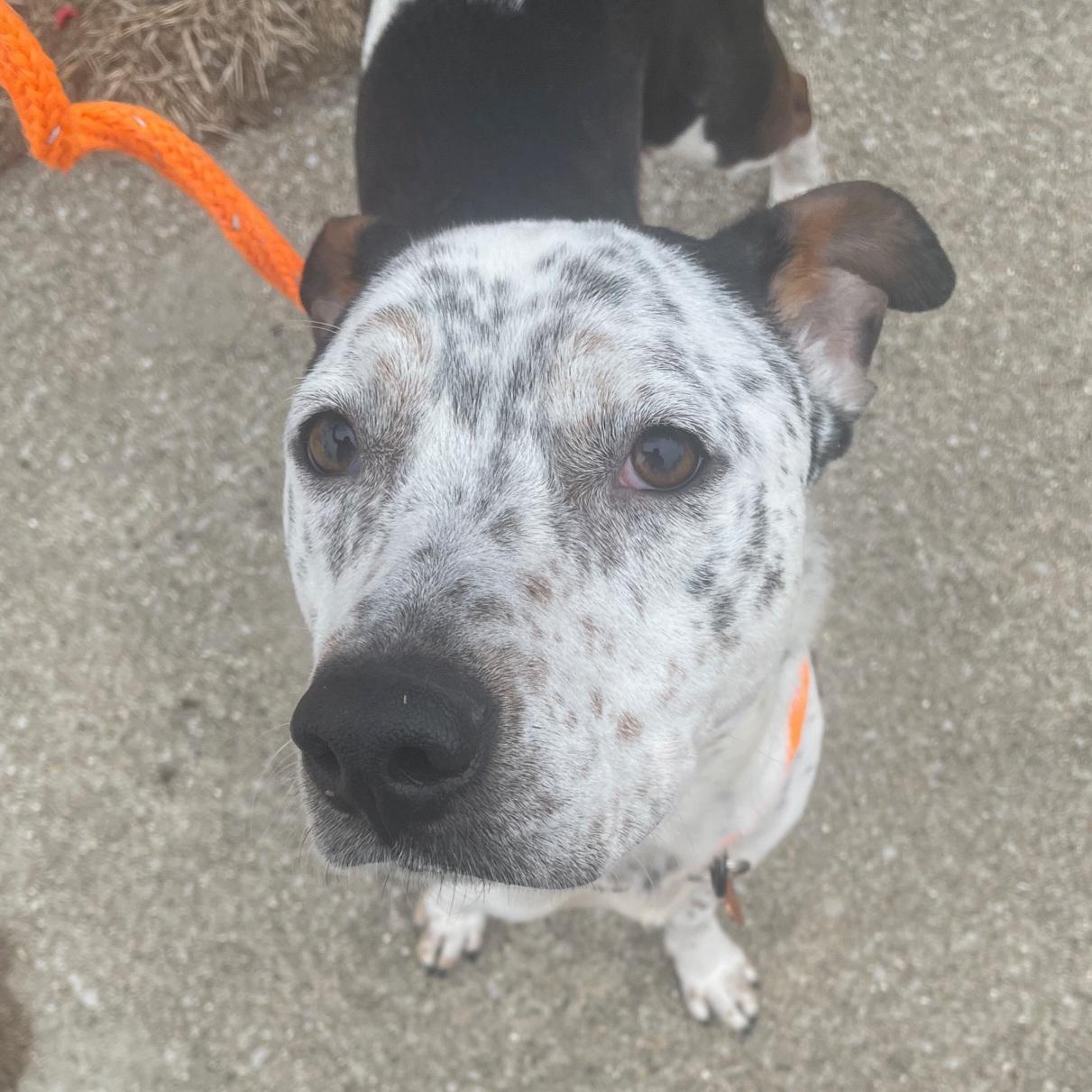 Aloka, a ADOPTABLE mixed breed in Normal, IL image 5/6