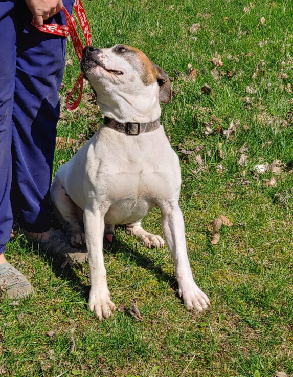 Prince, Adoptable, Adult Male American Bulldog & Hound.