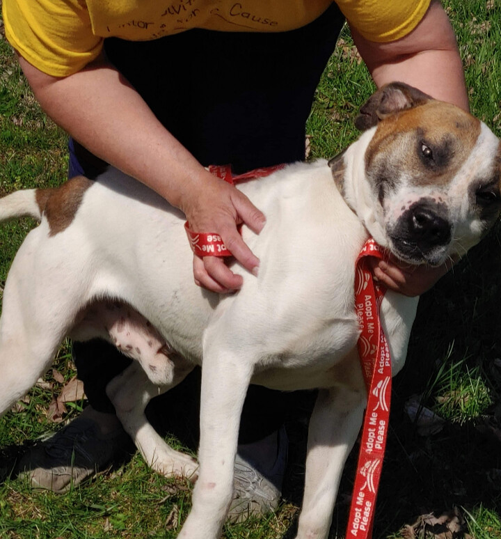 Prince, Adoptable, Adult Male American Bulldog & Hound.