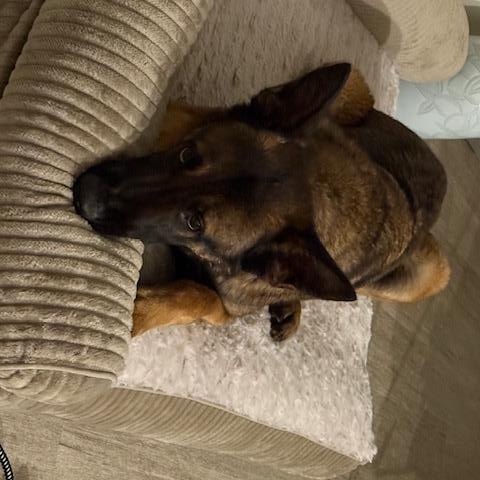 leo, a ADOPTABLE German Shepherd Dog in Roswell, GA image 2/2