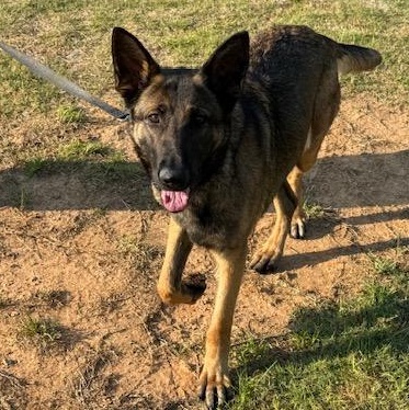 leo, ADOPTABLE, Young Female German Shepherd Dog.