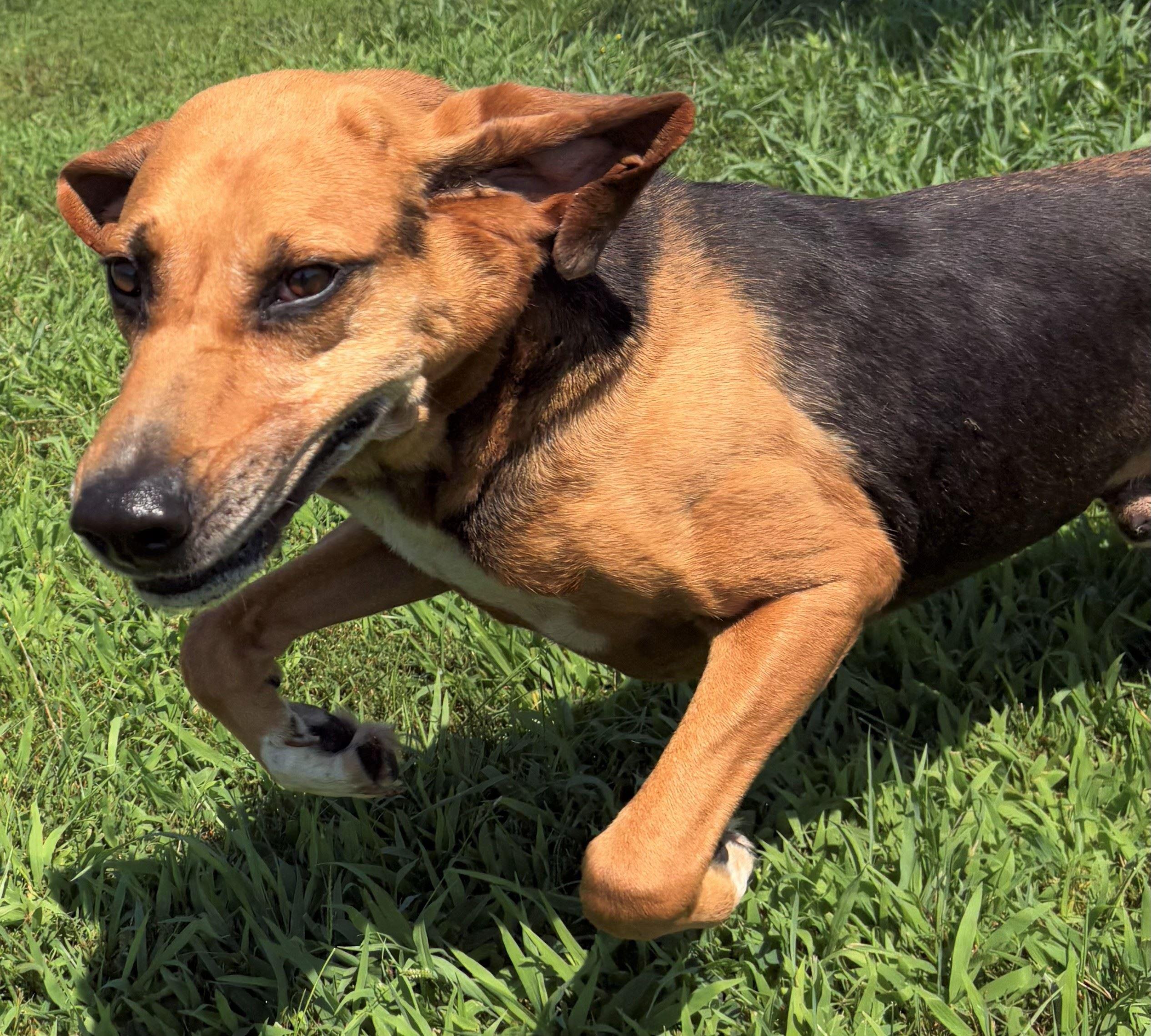 Dale Dimmadome, Adoptable, Adult Male Hound.