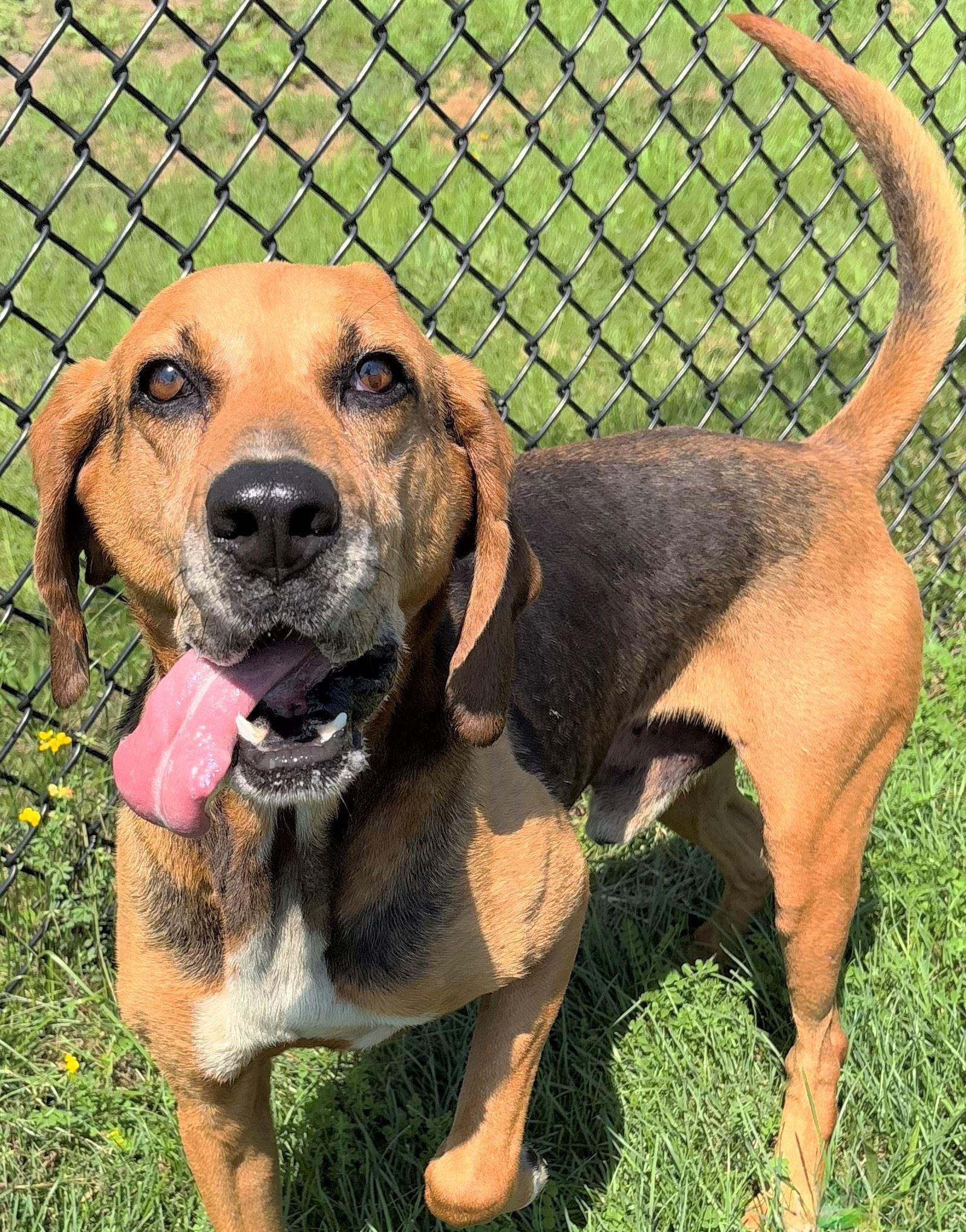 Enlarge Dale Dimmadome, a Adoptable mixed breed in Iowa City, IA image 2/2