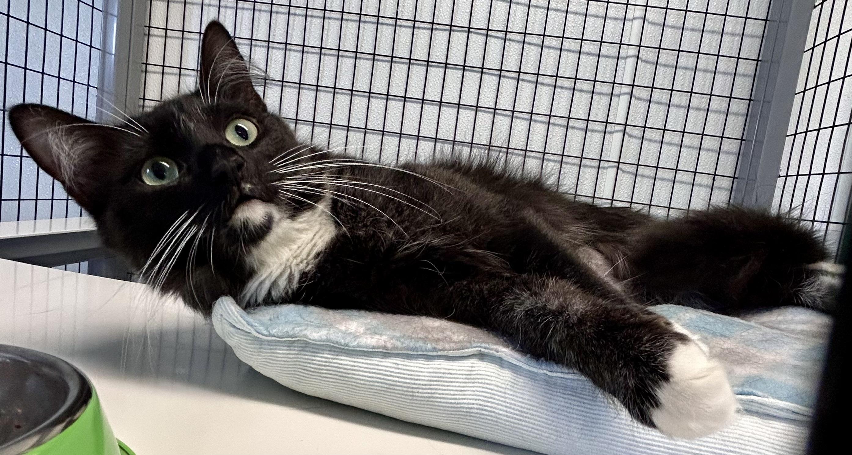 Lilith, an adoptable Domestic Medium Hair in Providence, RI image 3/12