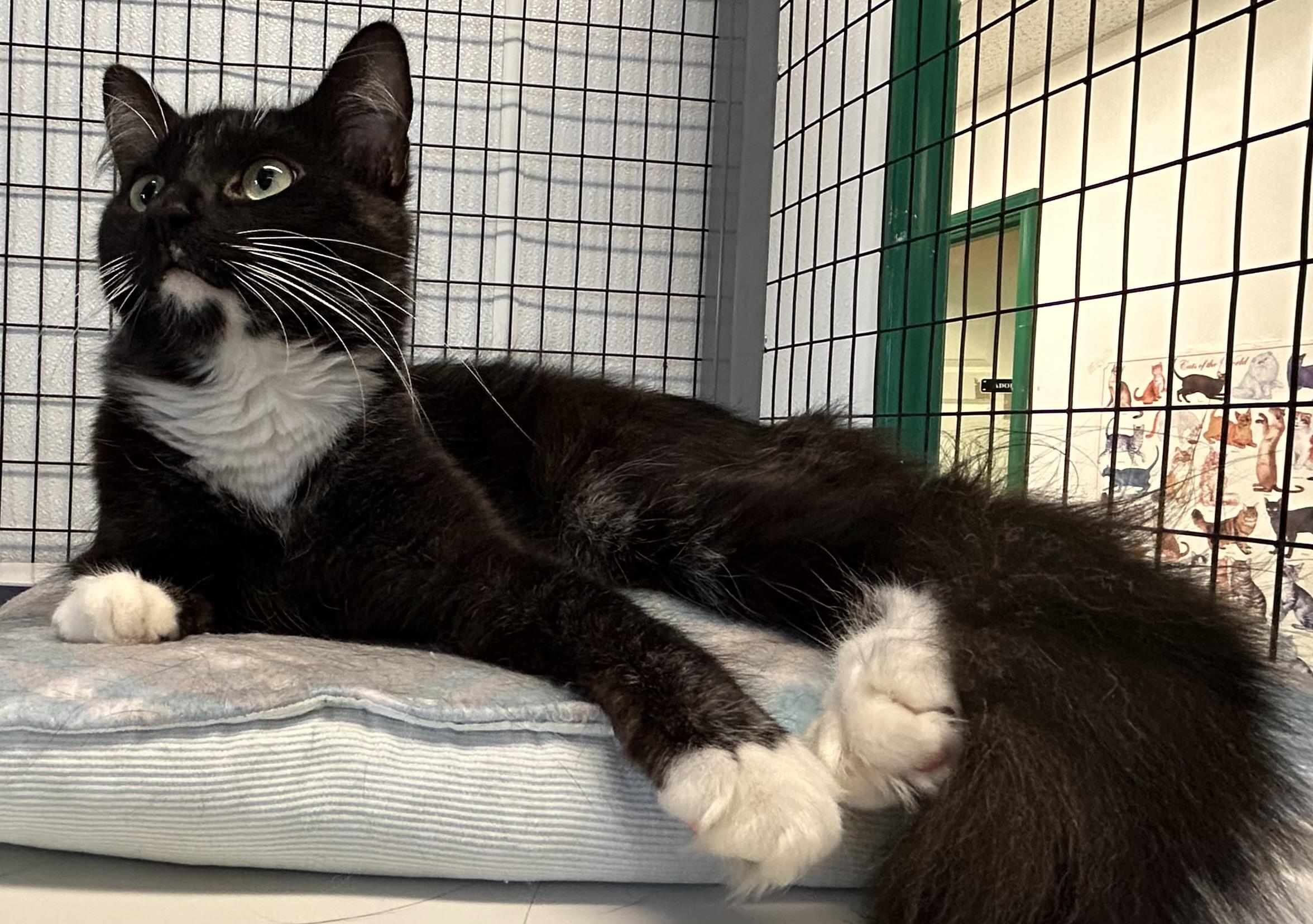 Lilith, an adoptable Domestic Medium Hair in Providence, RI image 5/12