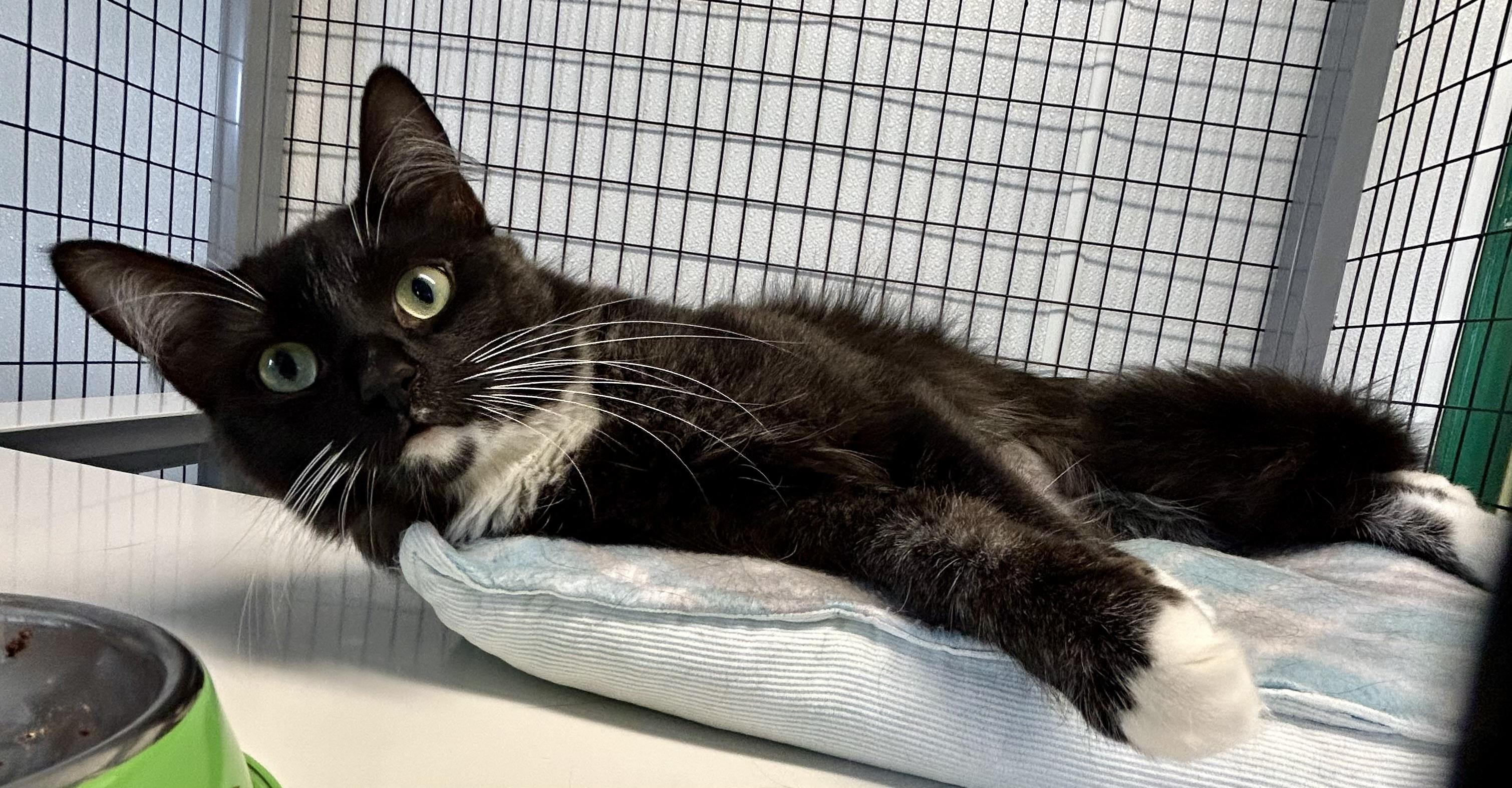 Enlarge Lilith, an adoptable Domestic Medium Hair in Providence, RI image 7/12