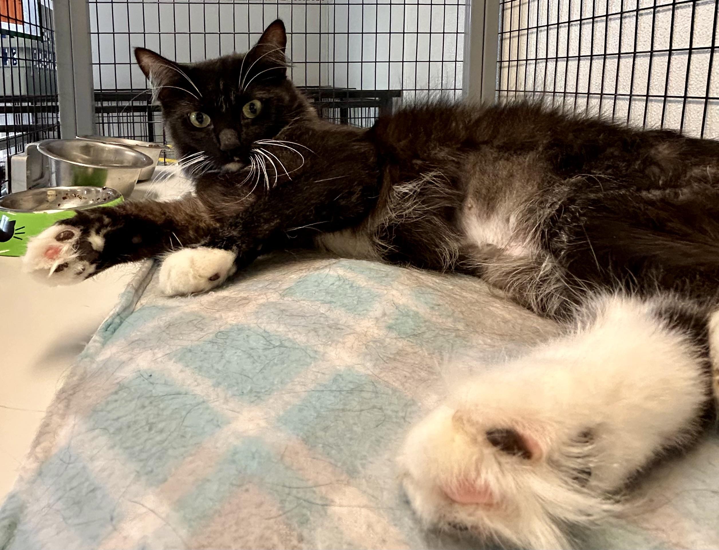 Enlarge Lilith, an adoptable Domestic Medium Hair in Providence, RI image 9/12