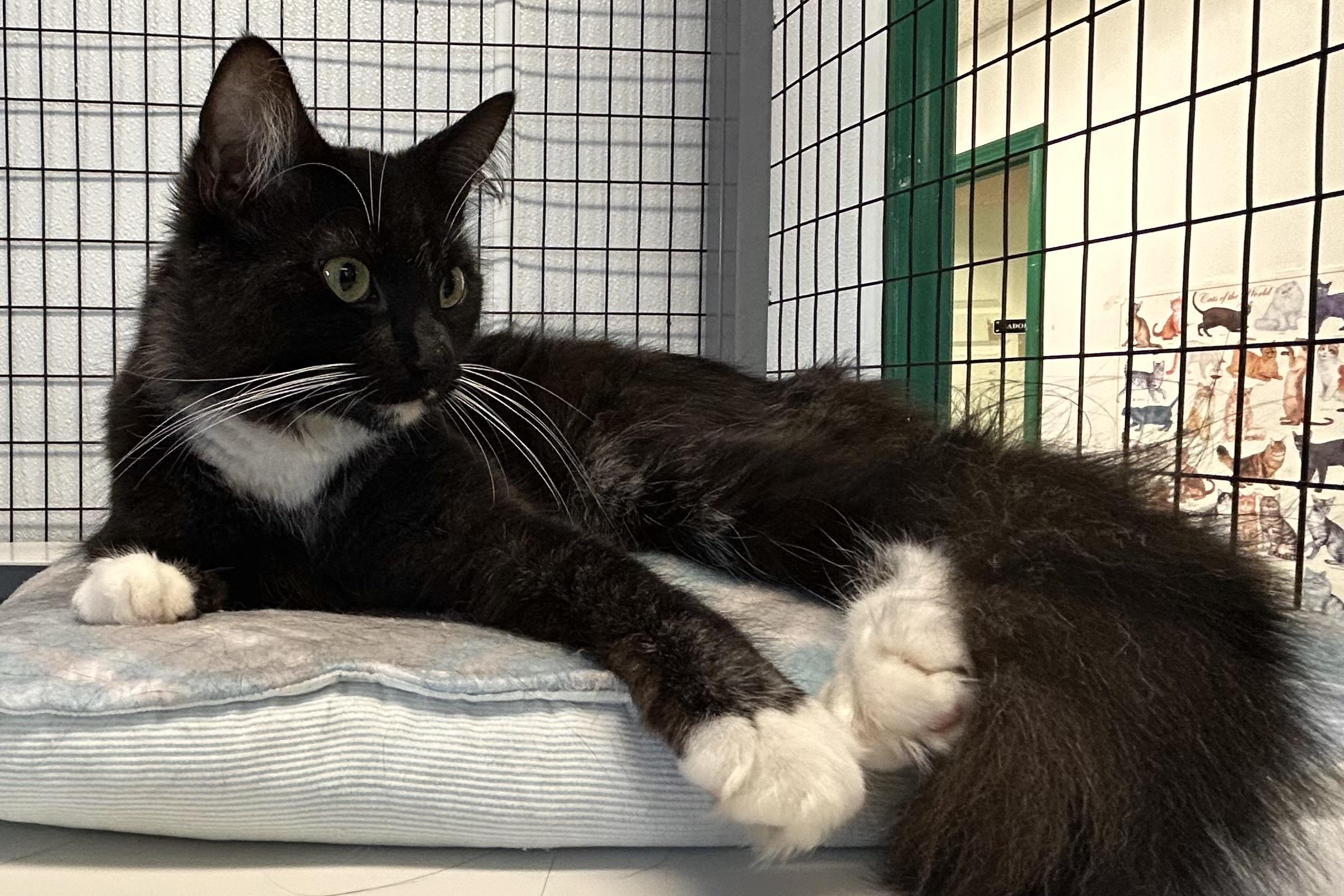 Enlarge Lilith, an adoptable Domestic Medium Hair in Providence, RI image 11/12