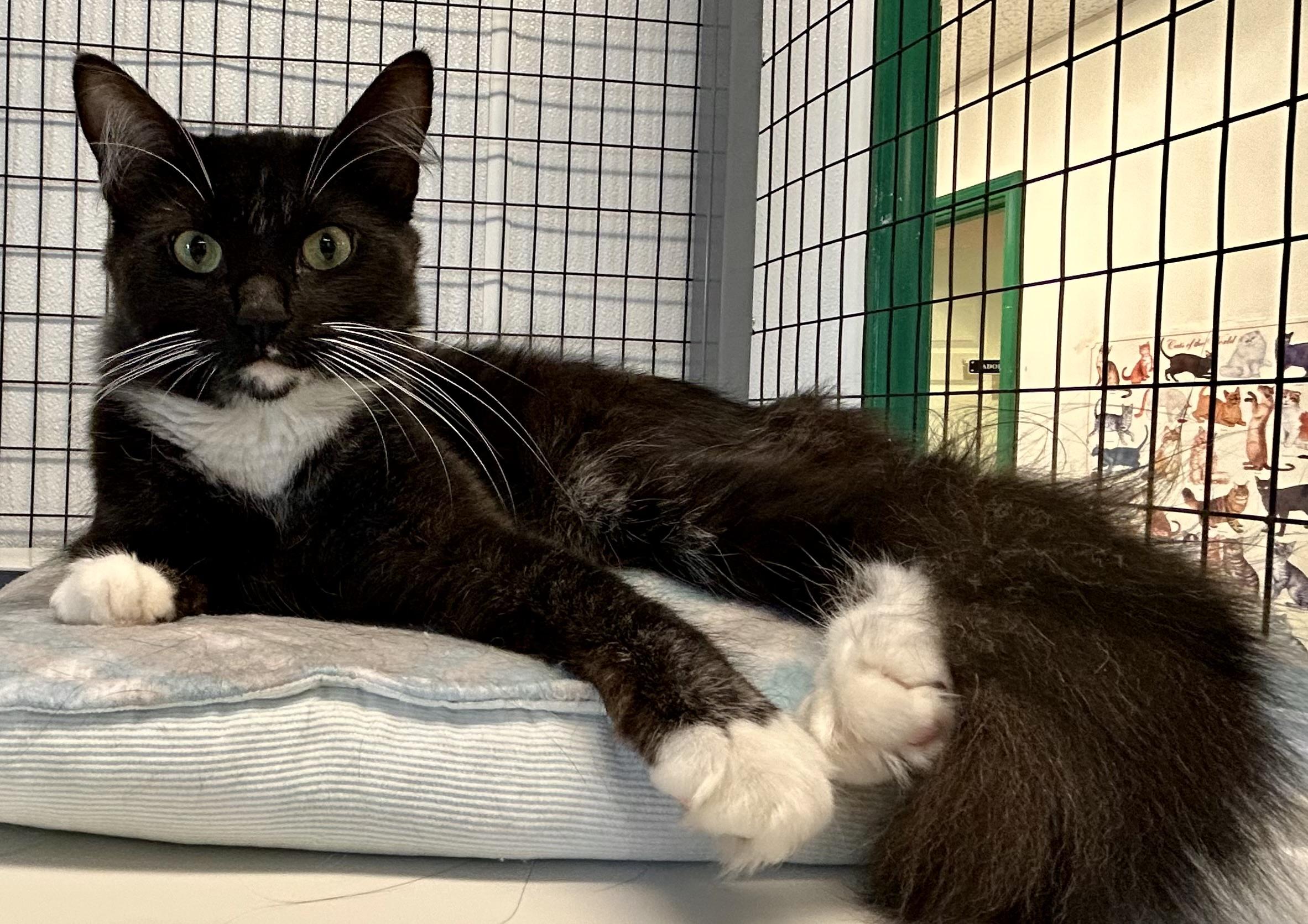 Enlarge Lilith, an adoptable Domestic Medium Hair in Providence, RI image 10/12