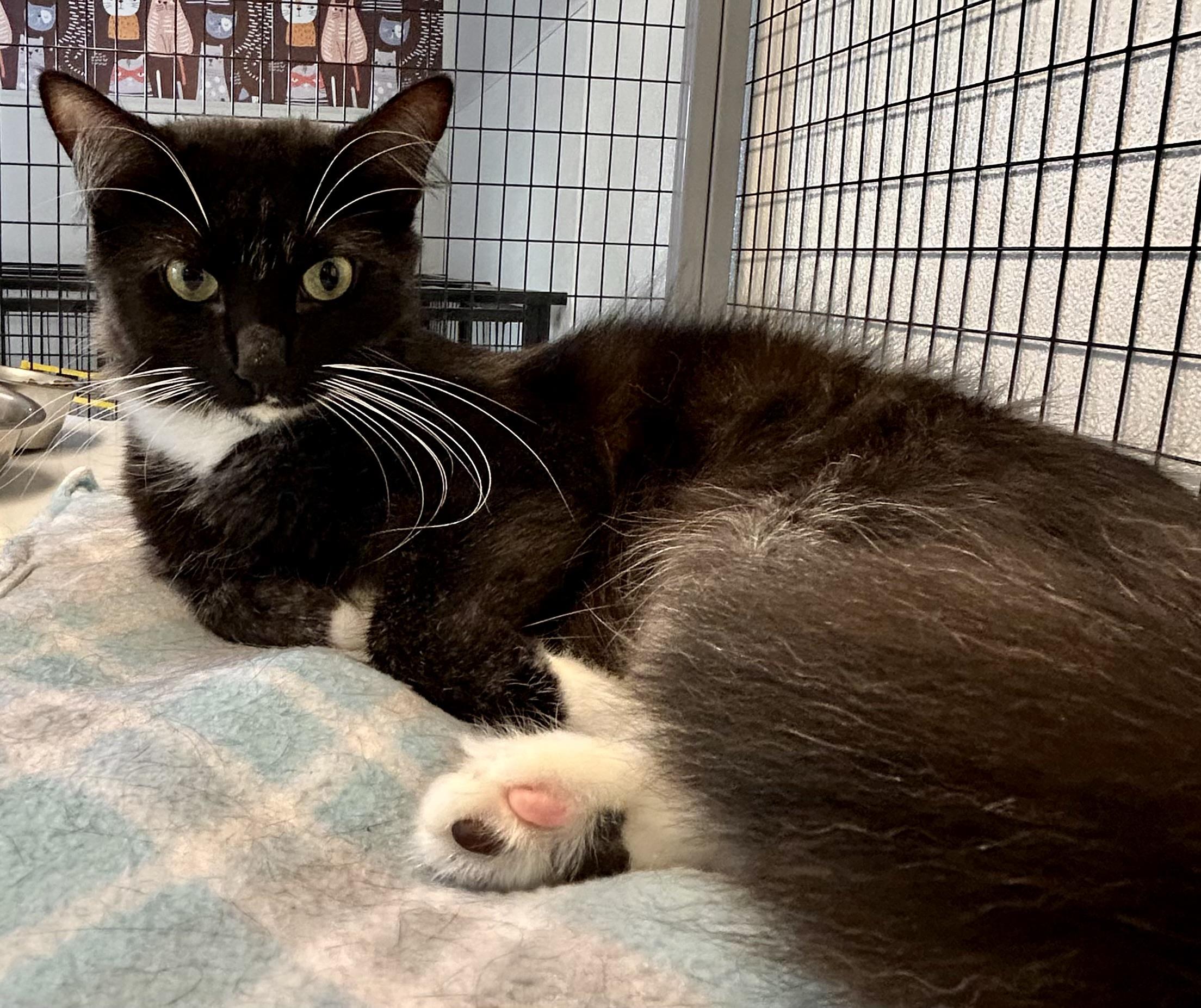 Enlarge Lilith, an adoptable Domestic Medium Hair in Providence, RI image 12/12