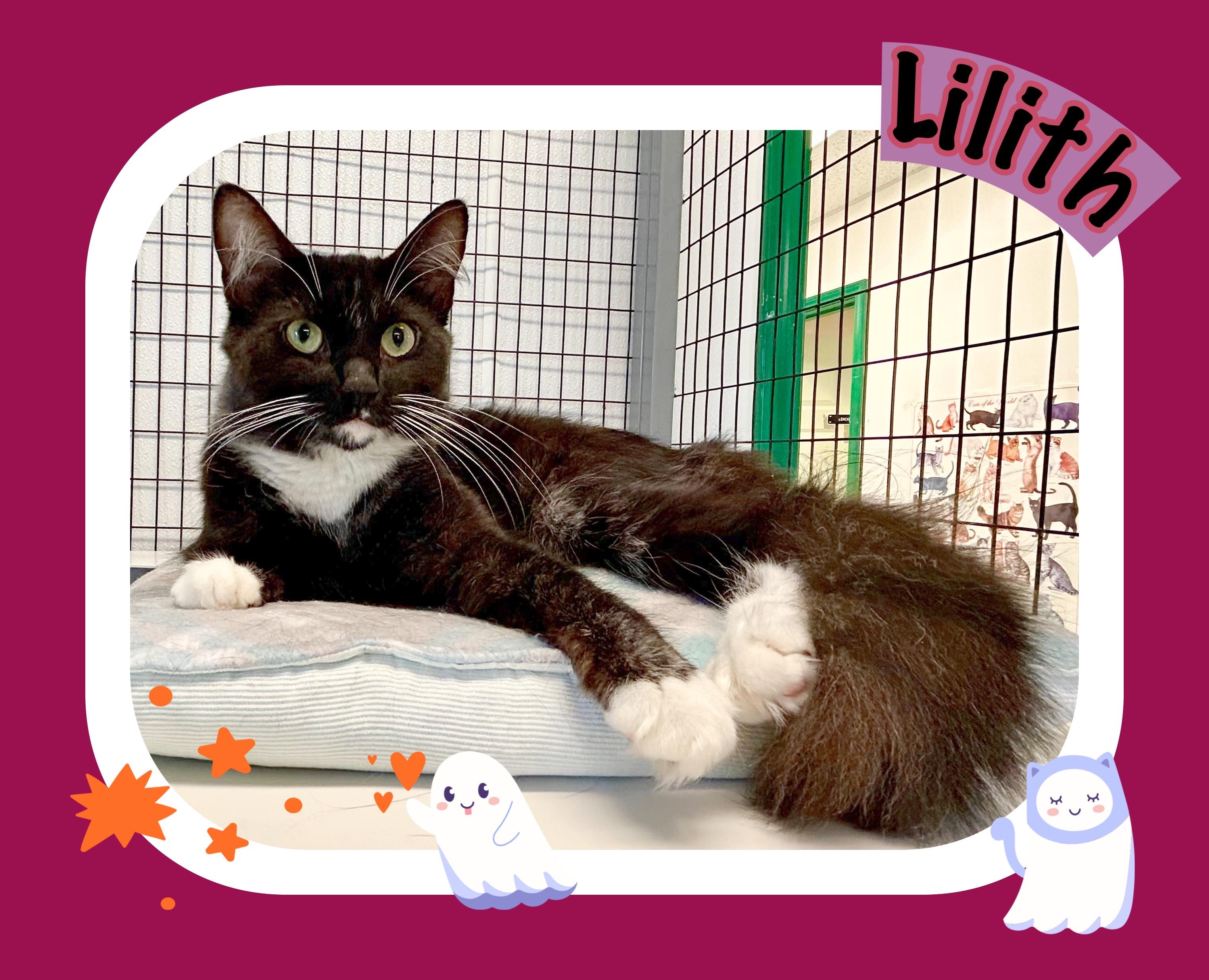Lilith, an adoptable Domestic Medium Hair in Providence, RI image 2/12