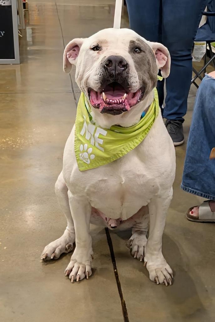 Baloo, Adoptable, Adult Male Mixed Breed.