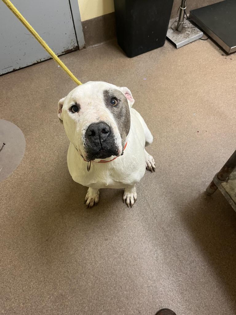 Enlarge Baloo, a Adoptable mixed breed in Florence, SC image 2/4