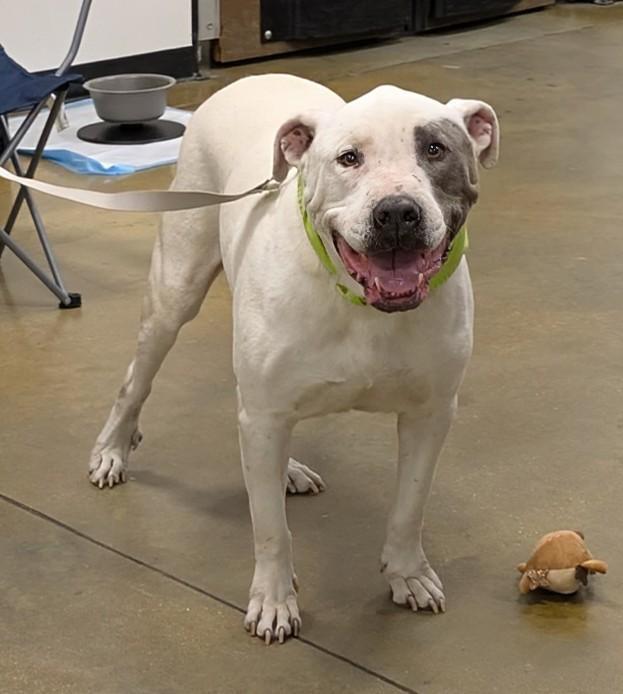 Enlarge Baloo, a Adoptable mixed breed in Florence, SC image 3/4
