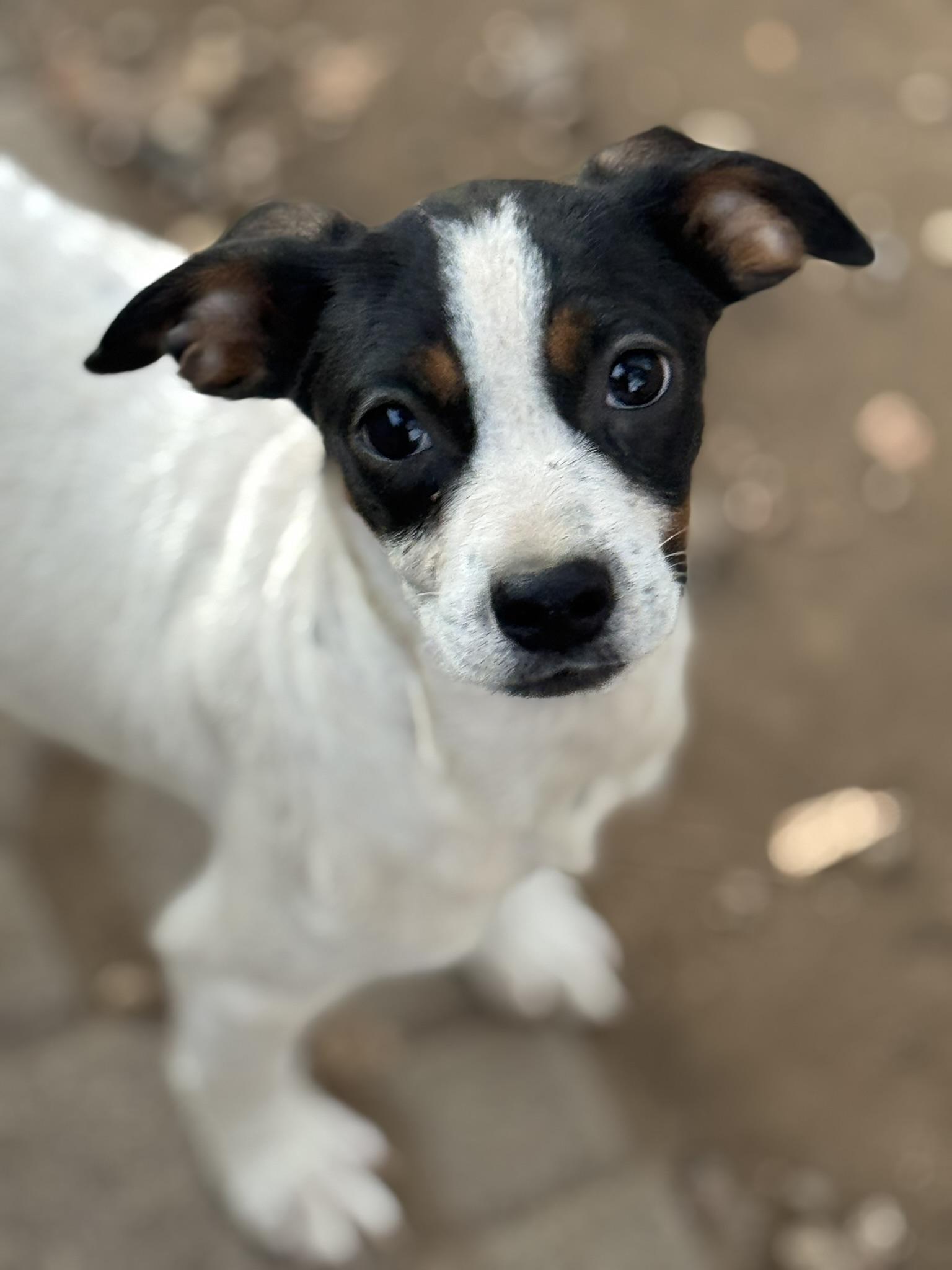 Enlarge Maui (M Puppies), an adopted mixed breed in Carmel, NY image 1/3
