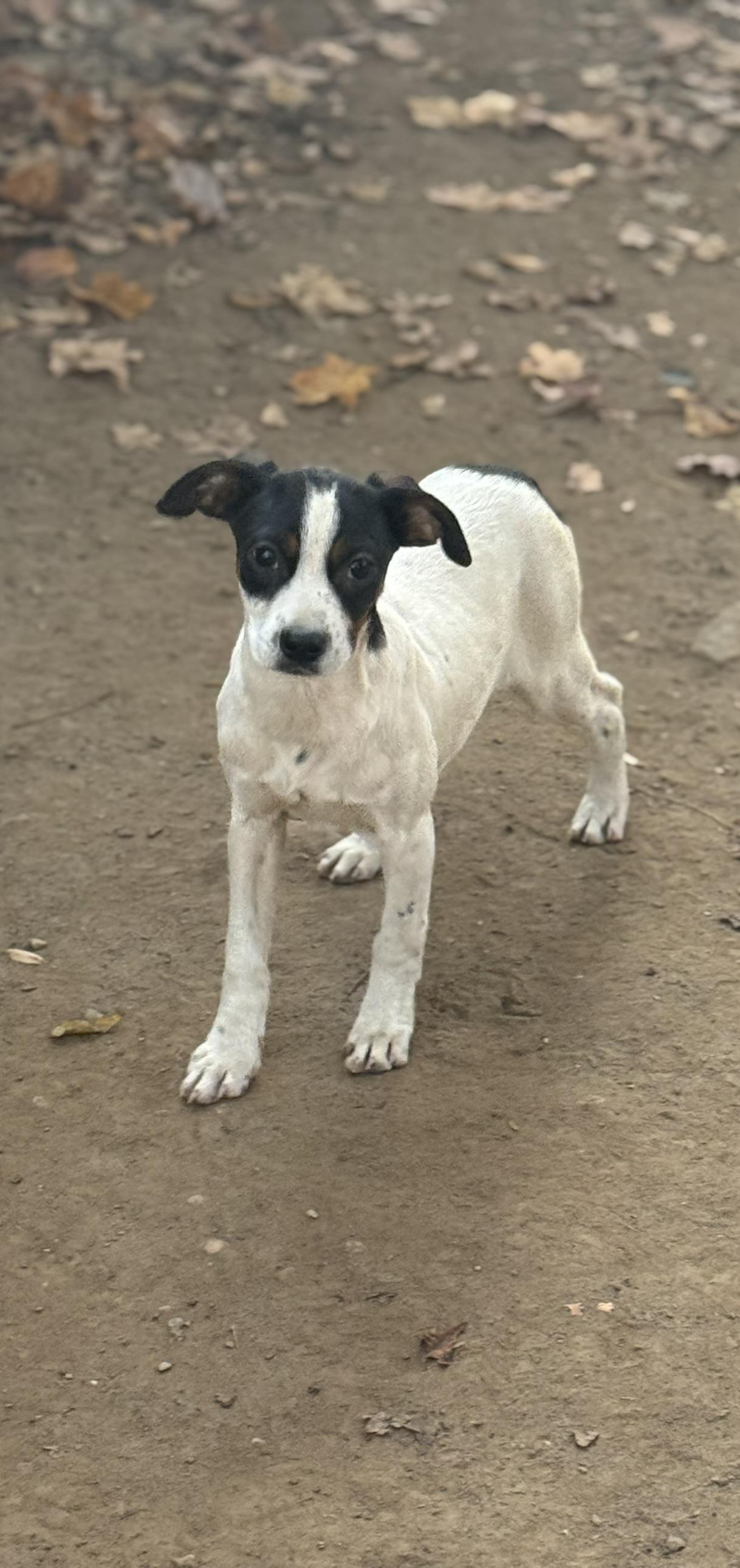 Enlarge Maui (M Puppies), an adopted mixed breed in Carmel, NY image 3/3