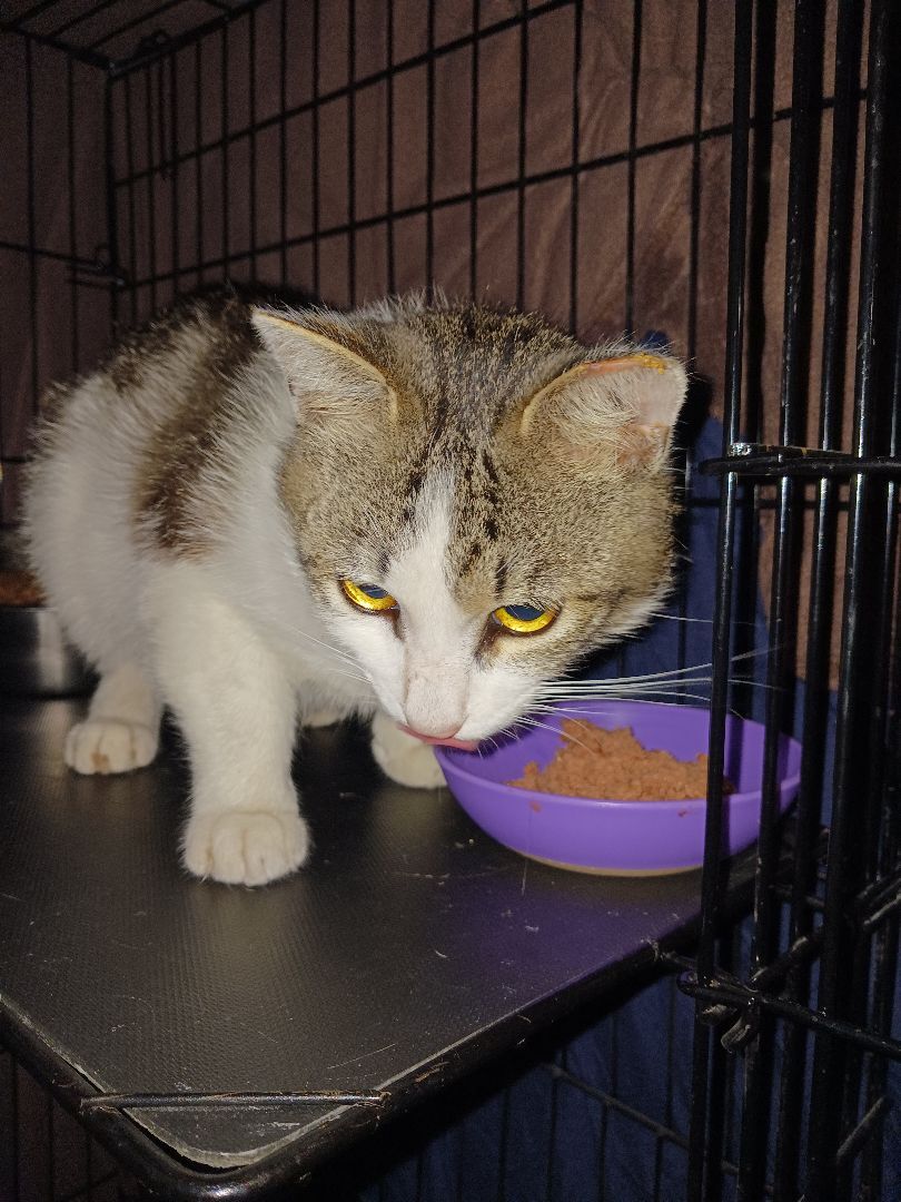 Enlarge Eros, a Adopted Domestic Short Hair in Nanticoke, PA image 1/6