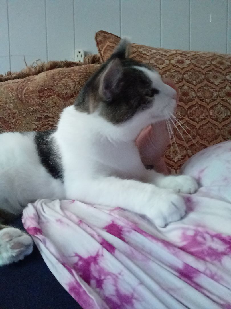 Enlarge Eros, a Adopted Domestic Short Hair in Nanticoke, PA image 2/6