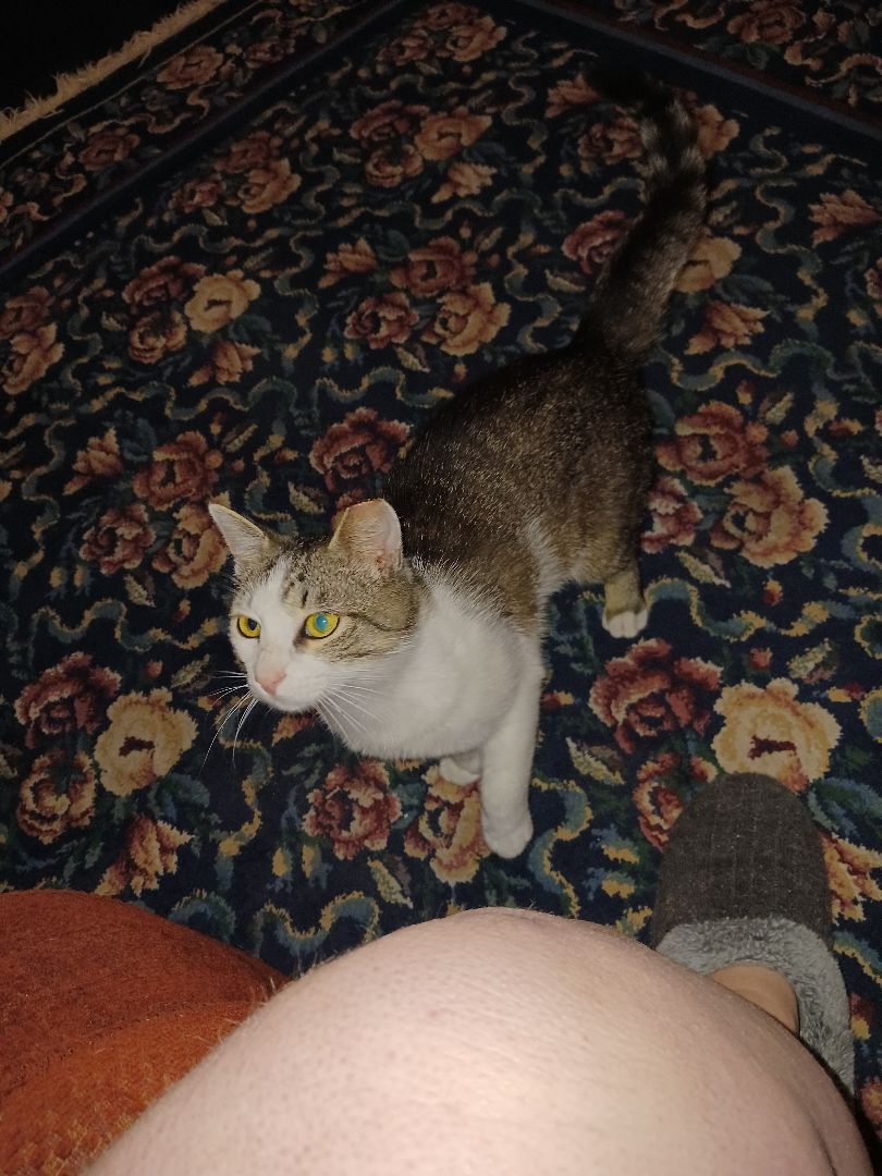 Enlarge Eros, a Adopted Domestic Short Hair in Nanticoke, PA image 3/6