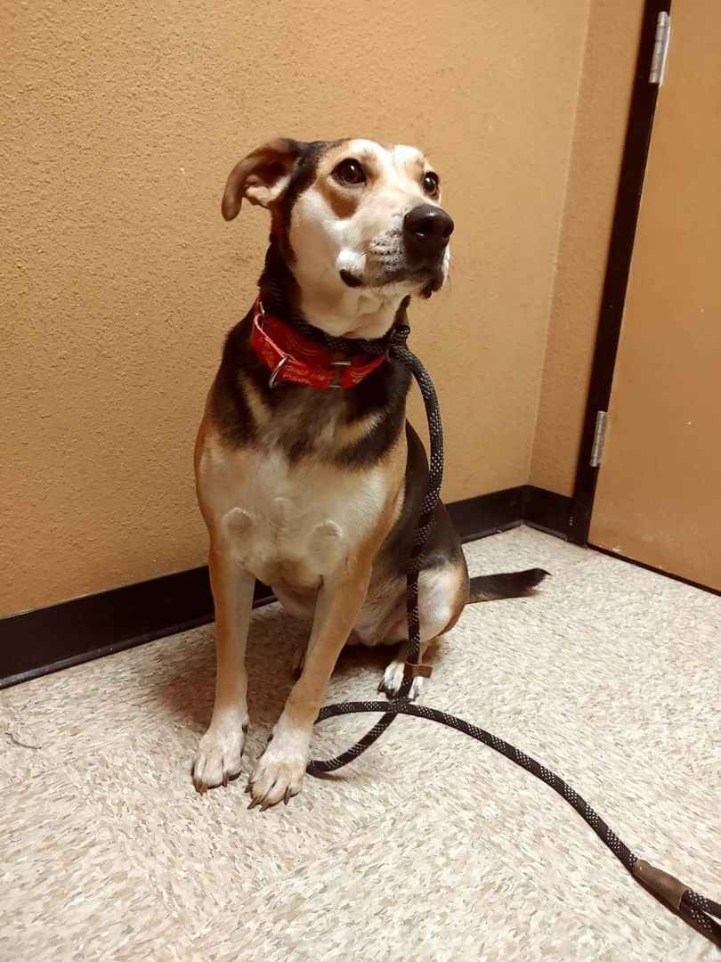 Lainey, Adoptable, Adult Female German Shepherd Dog.