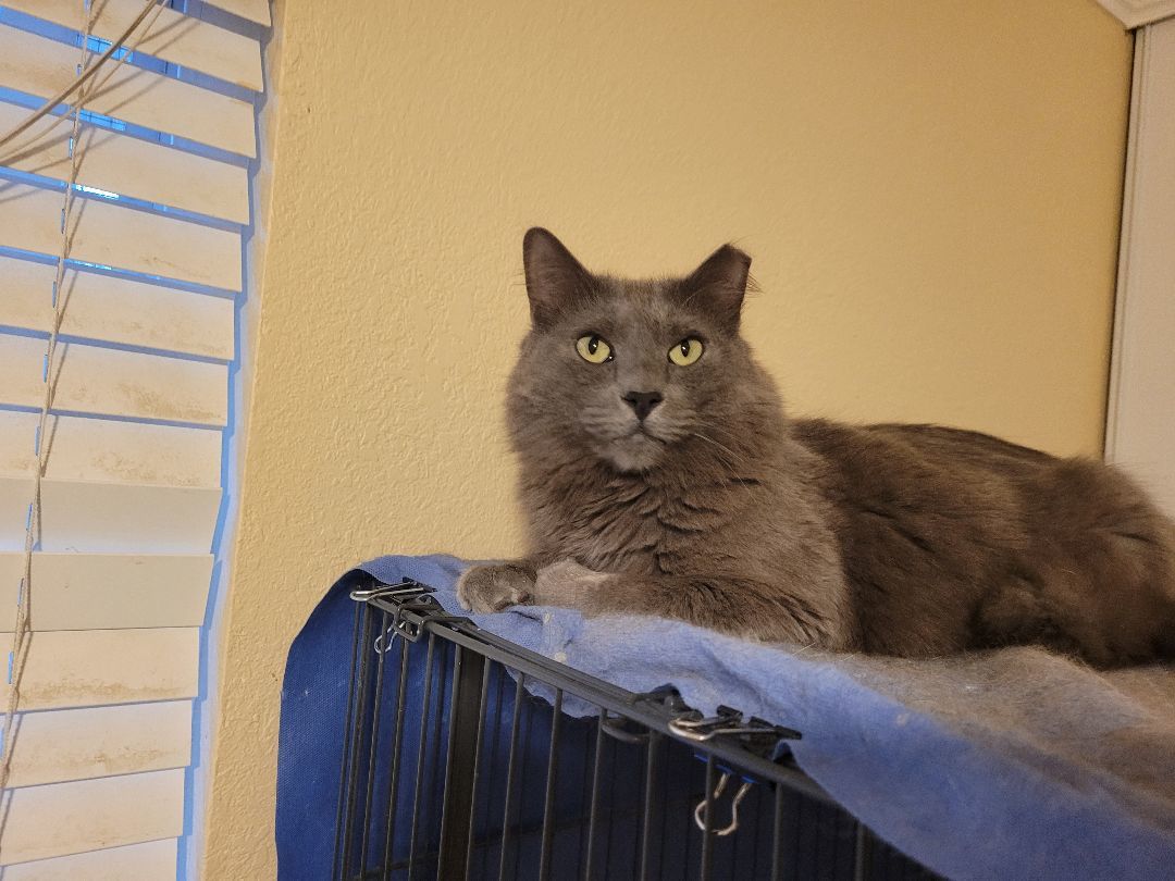 Skye (Bonded with Bruce), a Adoptable Domestic Long Hair in San Jose, CA image 1/6