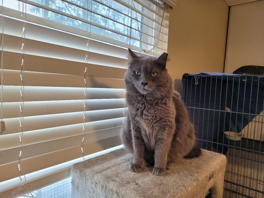 Skye (Bonded with Bruce), a Adoptable Domestic Long Hair in San Jose, CA image 2/6