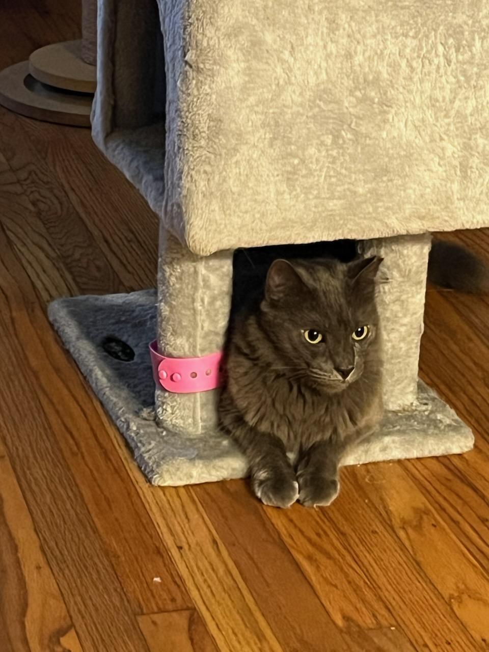 Skye (Bonded with Bruce), Adoptable, Adult Male Domestic Long Hair.