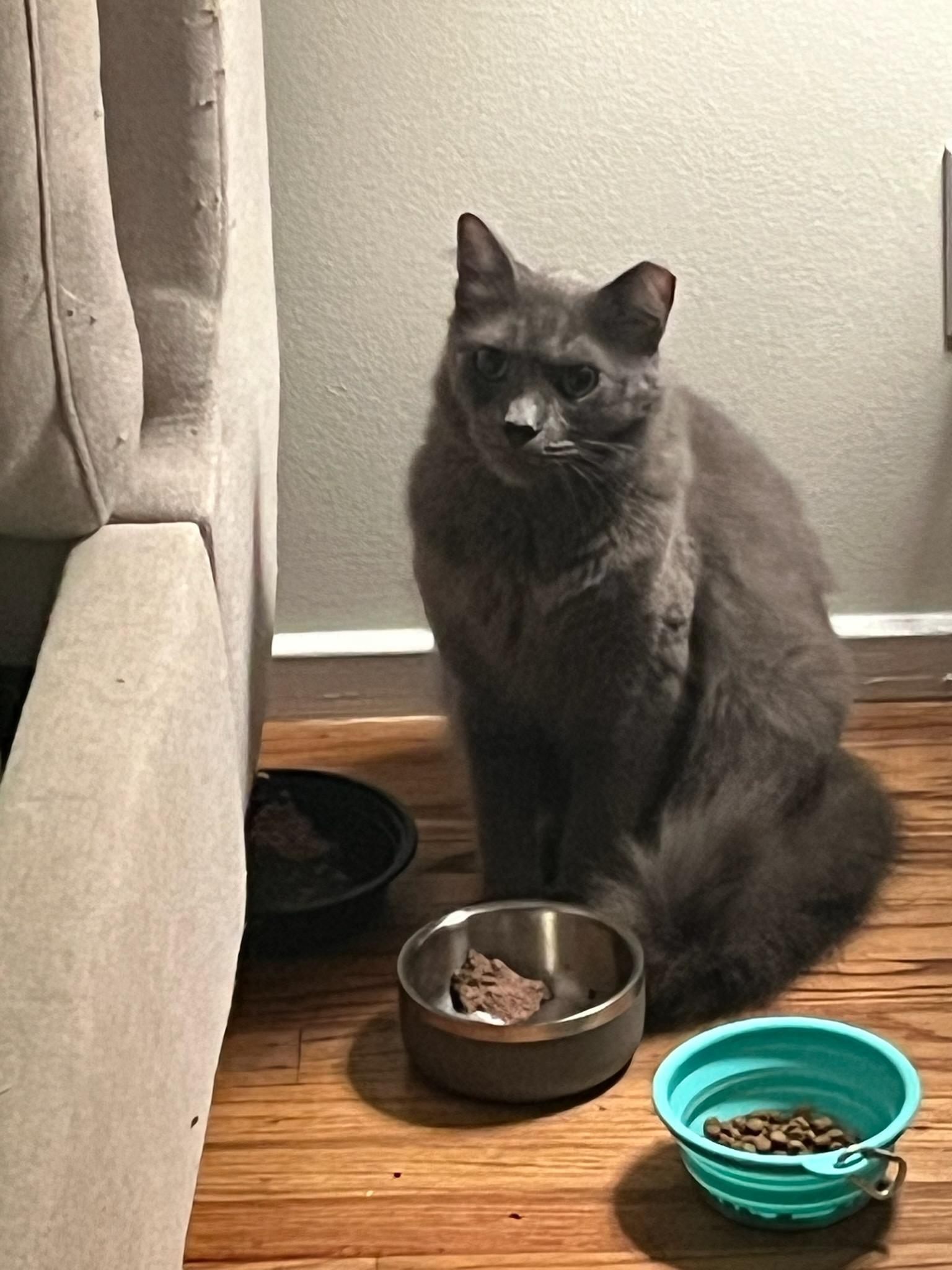 Skye (Bonded with Bruce), a Adoptable Domestic Long Hair in San Jose, CA image 5/6