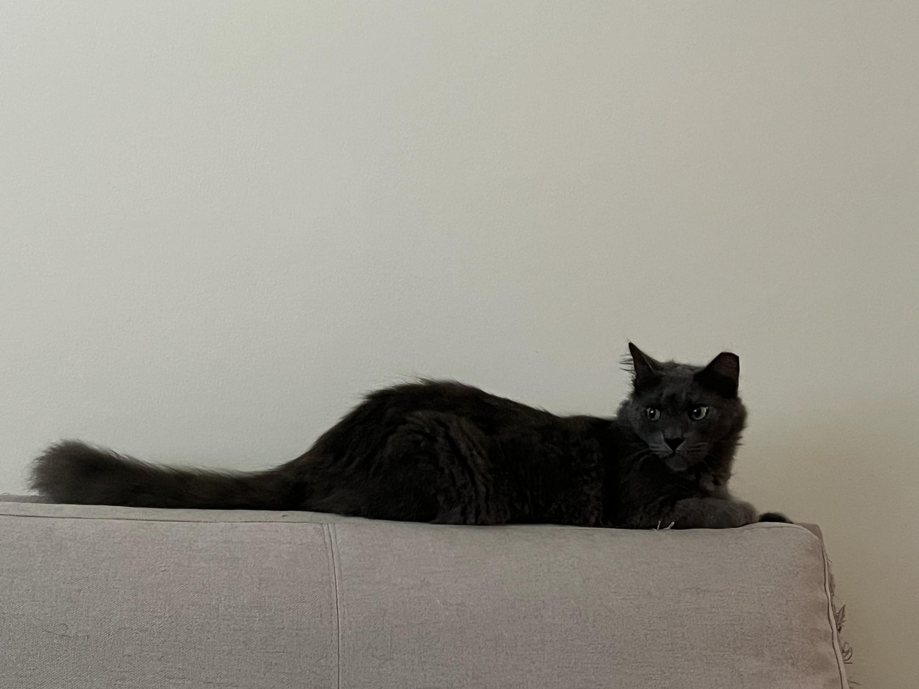 Skye (Bonded with Bruce), a Adoptable Domestic Long Hair in San Jose, CA image 6/6