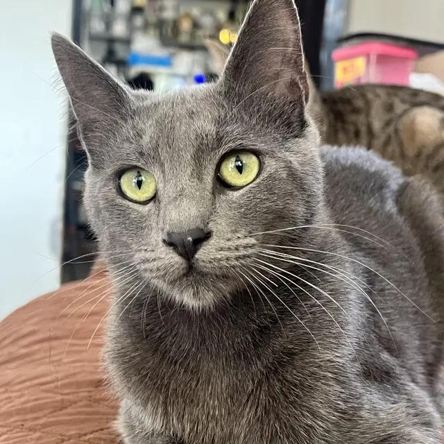 Enlarge Skye (Bonded with Bruce), a Adoptable Domestic Long Hair in San Jose, CA image 4/6