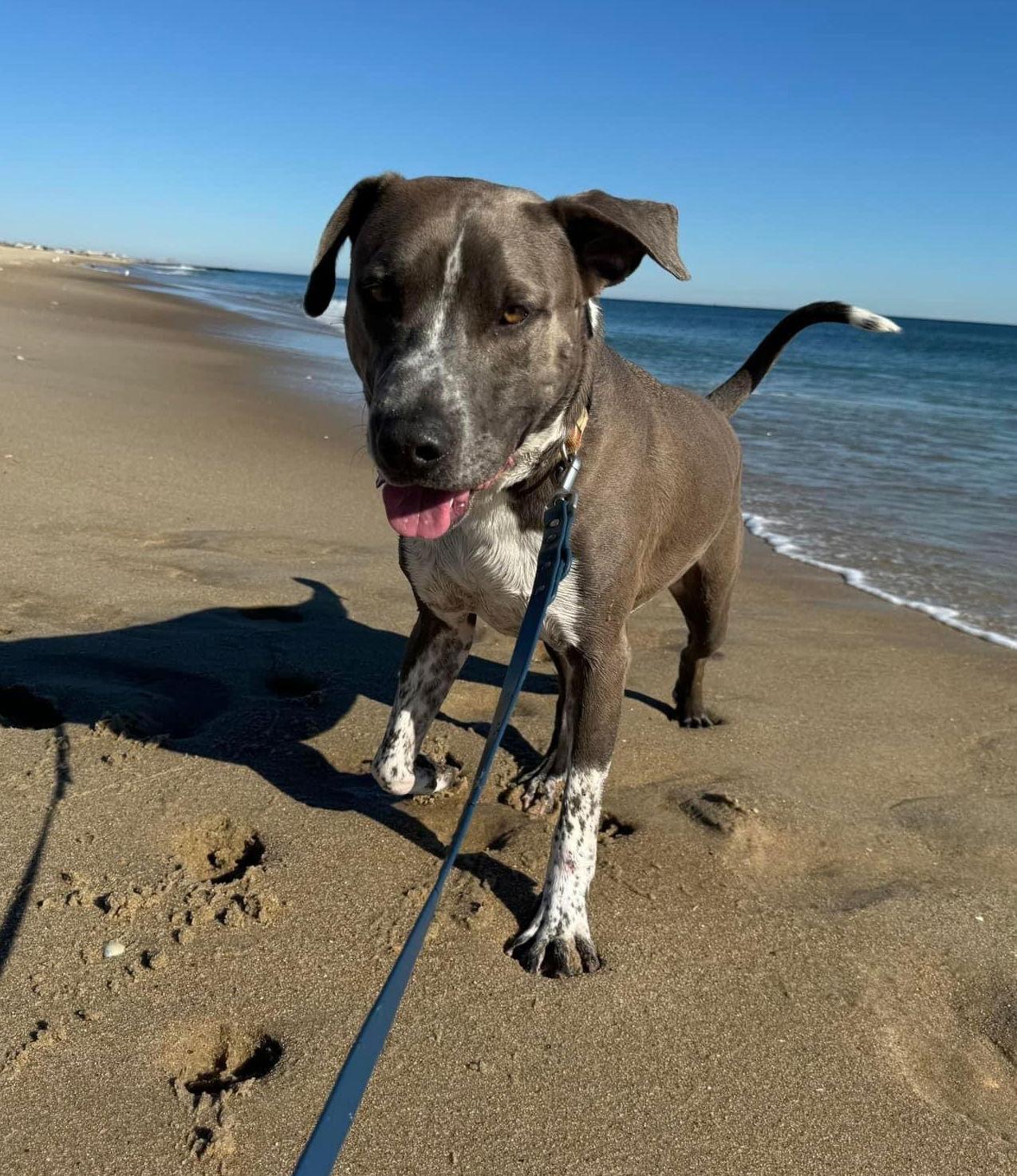 Harry - Handsome Boy!, Adoptable, Adult Male Pit Bull Terrier & Hound.