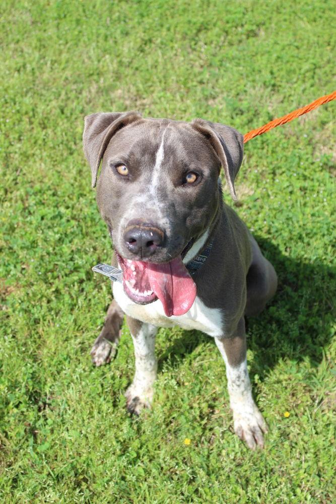 Harry - Handsome Boy!, a Adoptable mixed breed in Oakhurst, NJ image 3/3