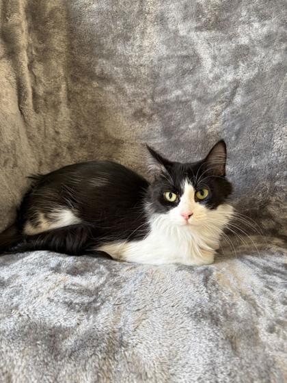 Enlarge Yoshi, a ADOPTABLE Domestic Medium Hair in Buffalo, MN image 1/1