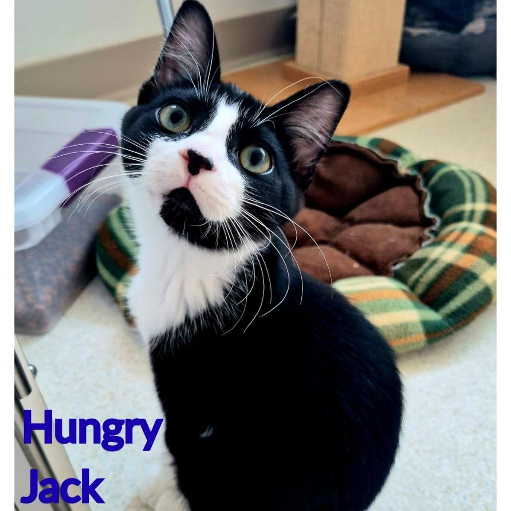Hungry Jack, Adopted, Kitten Male Domestic Short Hair.