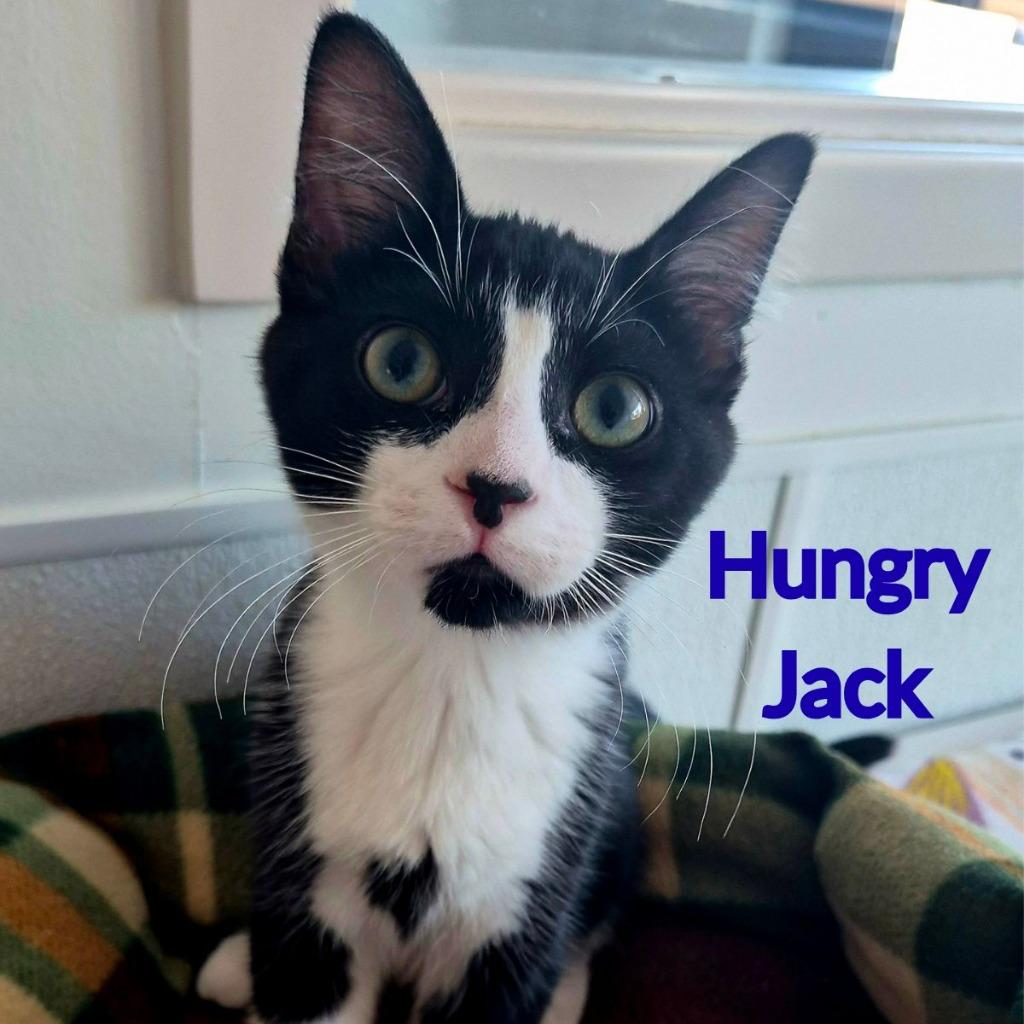 Enlarge Hungry Jack, a Adopted mixed breed in North Saint Paul, MN image 2/3