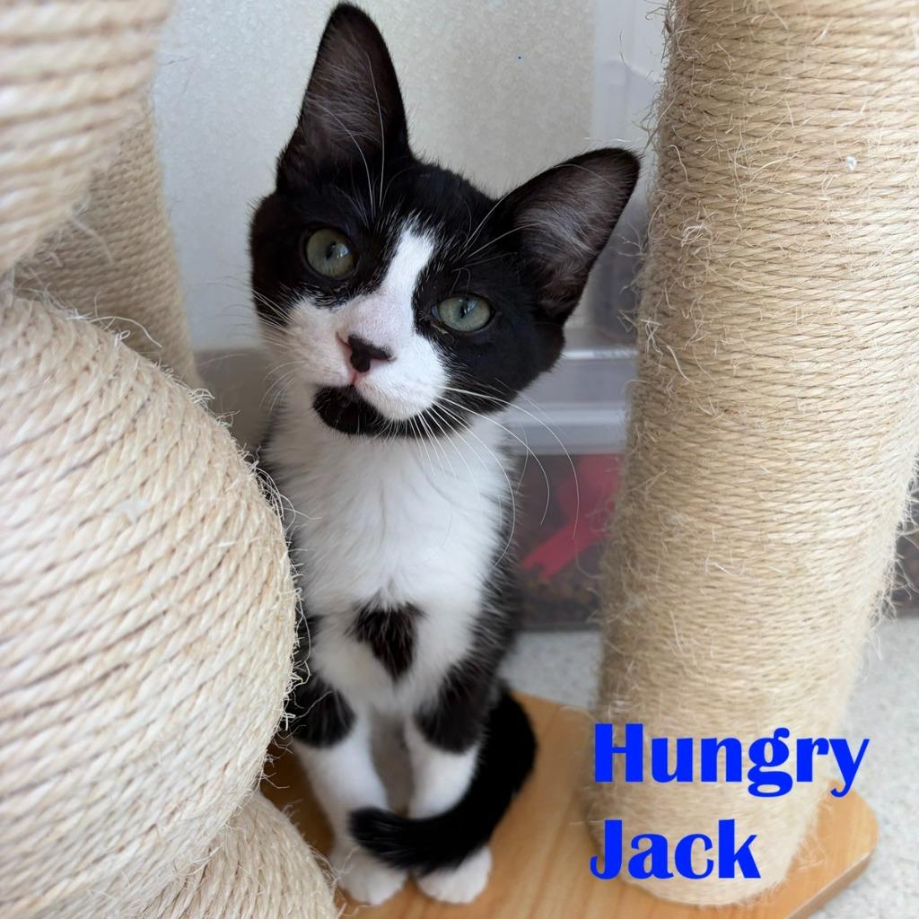 Enlarge Hungry Jack, a Adopted mixed breed in North Saint Paul, MN image 3/3