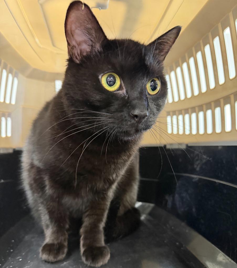 Tiny #2, Adoptable, Adult Female Domestic Short Hair.