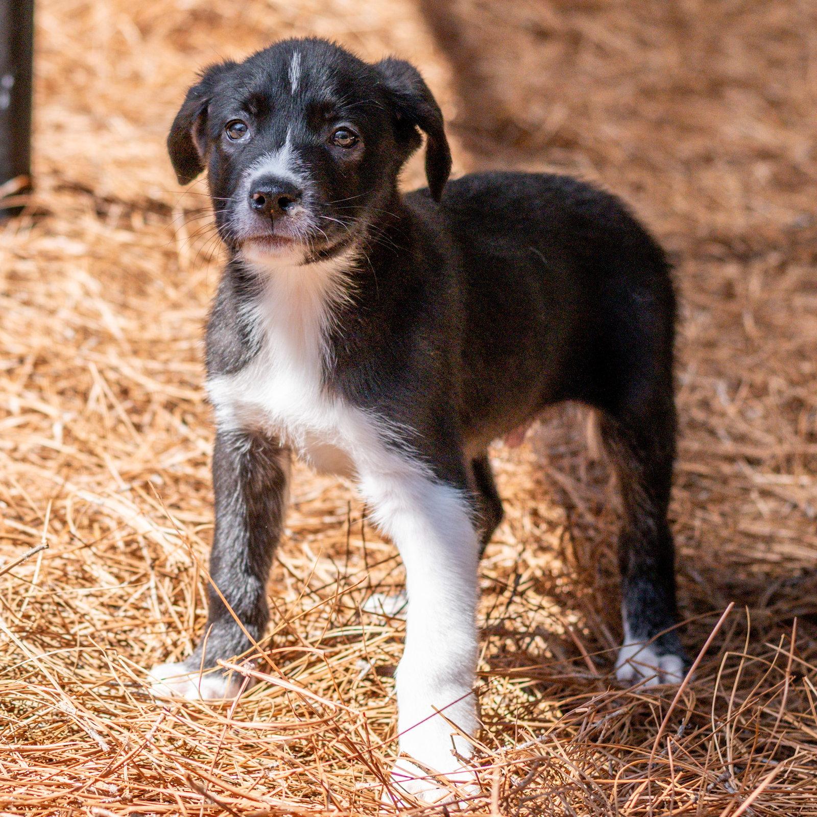 Jimmy, Adoptable, Puppy Male Labrador Retriever.