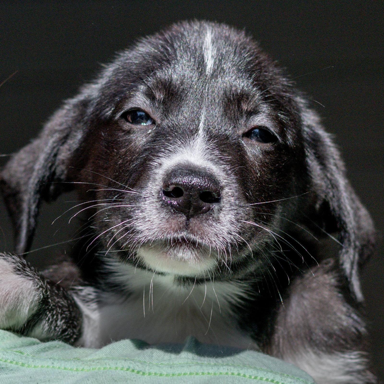 Enlarge Jimmy, a Adoptable Labrador Retriever in Hilton Head Island, SC image 2/3